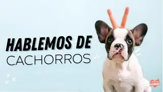 LA ETAPA MAS IMPORTANTE DE UN PERRO