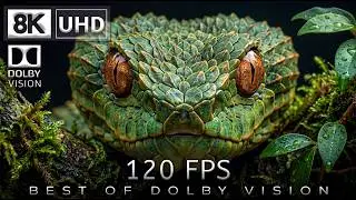 8K Video Ultra HD 120 | Best of Dolby Vision 8K 120fps
