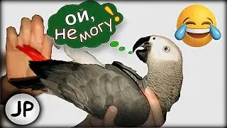 ✅ ПОПУГАЙ ЗАЛИВАЕТСЯ СМЕХОМ ОТ ЩЕКОТКИ 😂 ПОЁТ и ТАНЦУЕТ передразнивая птиц за окном 🐦 ЖАКО ПЕТРУНЯ