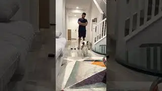 Sapphie la pomsky reacciona a papá discutiendo con mamá
