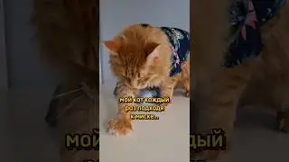 Опять ничего нету 