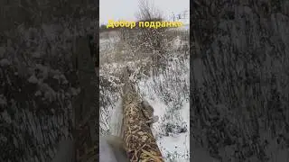 Охота на зайцев #shortvideo #охота #охотаназайца #шортс #shorts #охотавидео #maxhunter