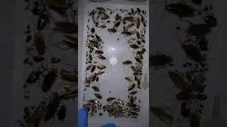 #Дезинсекция