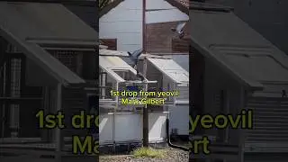 First birds Arriving | Mark Gilbert | #pigeon #shorts #viral #ytshorts #racingpigeons #homingpigeon