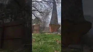 Felling this tree..lucky or just good skills? #short #shorts #shortvideo #shortsvideo #fyp #tree