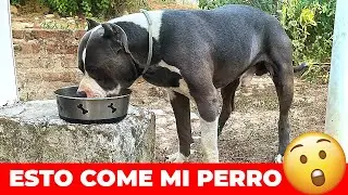 Mi Perro COME ESTO Para Estar FUERTE | Uno Kennel