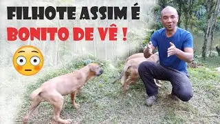 DICAS PARA ESCOLHER UM FILHOTE PERFEITO coisas que eu olho na hora de escolher um filhote de Fila Br