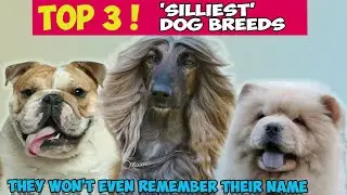 DOGS So Clueless They Forget Their Own Names?🤗🐾
