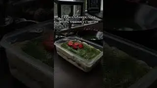 В классическом рецепте заменяем кофе на чай и между слоями тоненький слой клубники😋😋 #матча #tea