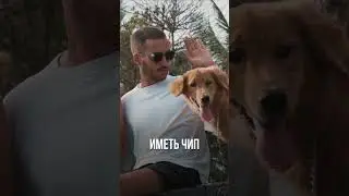Какие права у этих животных?