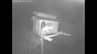 #OwletPaulie Gently Calling to Siblings and Parents Again.  Owl Box OSC - 6/28/23 - 2:11 am