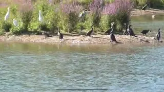 Cormorant -V- Egret race 👈 ❌ Easy winner 🎥 👀   ⏰ 🐦‍⬛ ❌ @redfox111 🐦‍⬛  🏆🎦  🎦