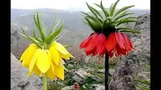 Flori Rare , poze superbe !!!