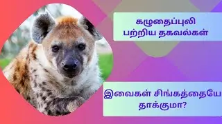கழுதைப்புலி 🐺 பற்றிய தகவல்கள்| இவைகள் சிங்கத்தையே தாக்குமா? | BMNatureNuggets #hyenas #hyena #viral