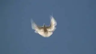 Голуби - вертуны в полёте (Бесчубые вертуны)