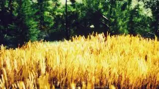 Scene of Sunset or Sunrise on the Field with Young Rye or Wheat in the Summer | Motion Graphics ...