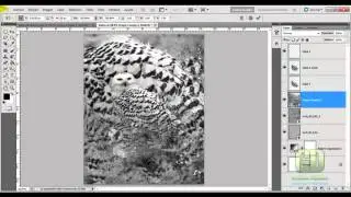 Tutorial Photoshop: Fotomontaje Buho Abstracto.