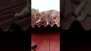 Белочка залезла в птичье гнездо.🐯🏡