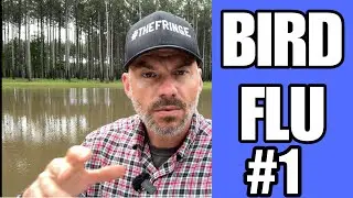 BIRD FLU 2024 #1 Update!!
