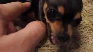 How bored without a mistress Russian Toy Terrier? Dogoblog ..