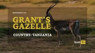 Bush TV   Grant's Gazelle