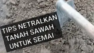cara netralkan tanah sawah untuk semai bibit kol bunga dll