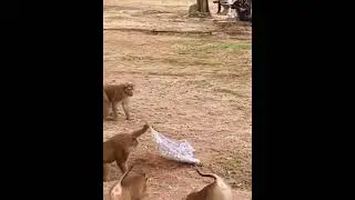 #shorts #monkey #cratymonkey