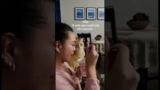 #funnykitty #cutekitty #mengmeng I don’t know why you love noodles so much 😹 #pinayinamerika
