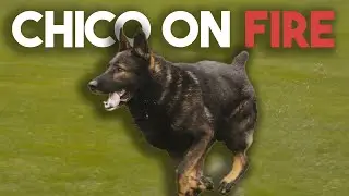 Chico IGP3 protection at GSD Nationals 2024 - Haz & Carson React