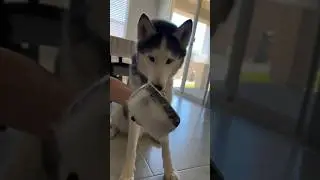 Deshedding our husky and chihuahua 🐾🐕🦴So satisfying