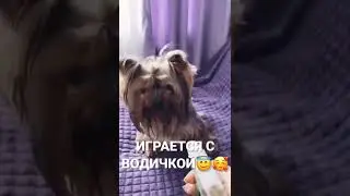 Милые Собачки :) 