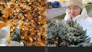 30.10.2024 Мой невроз. Усыпили кота.