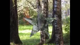 Березы у дома