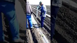 Посадка рассады пистолетом