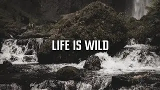 LIFE IS WILD CINEMATIC VIDEO