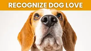 15 Ways Your Dog Says "I Love You"