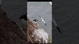 Puffin posing mobile shots at Bempton Cliff 2022