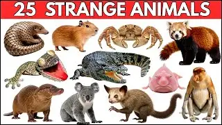 25 Strange & weird Animal Names for Kids | Amazing Weird Animals Around the World 