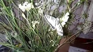 Гусеницы Махаона растут. Уже по 1,5 см.