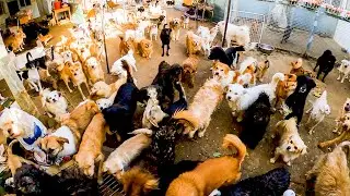 What it's like to live with 300 dogs?