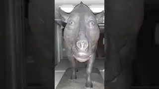 коровка😈🤑