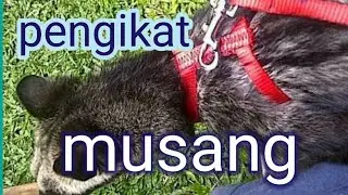 Cara mengikat musang