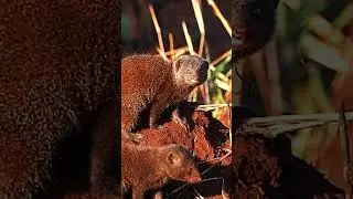 DWARF Mongoose, Africa's SMALLEST Carnivorous Mammal! #shorts