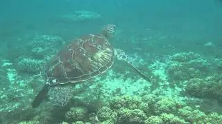 Turtle on Apo island, Philippines