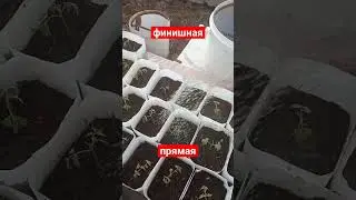 рассада помидоры и перцы в теплице. обильный полив. сад и огород.