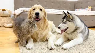 What does a Husky Puppy do when It Finds a Golden Retriever with a Kitten