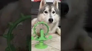 GATTO vs CANE: Chi è il PIÙ INTELLIGENTE?😼🧠🐶 