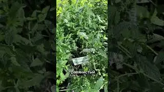 Клубнично мятный сад