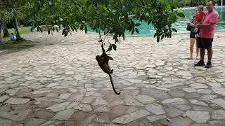 Macaco prego no Parque Nacional de Brasília