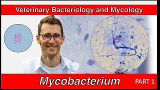 Mycobacterium (Part 1) - Veterinary Bacteriology and Mycology